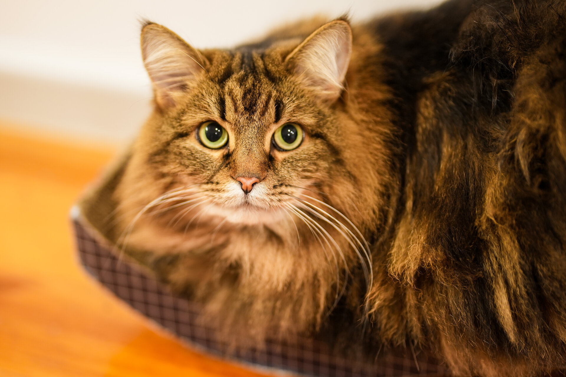 Oolong the cat — hero image